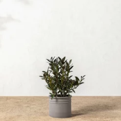 Bolton Ceramic Planter -US Home Decoration Sales Store 20220110 Outdoor 010 0bda3253 a98d 49a6 bc9f ab08614a7b4c