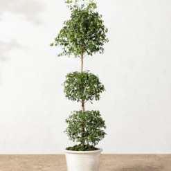 Canton Ceramic Planter -US Home Decoration Sales Store 20220110 Outdoor 011 bb213e8e 7b28 449c 8fea 1b8e3c997358