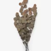 Dried Natural Eucalyptus