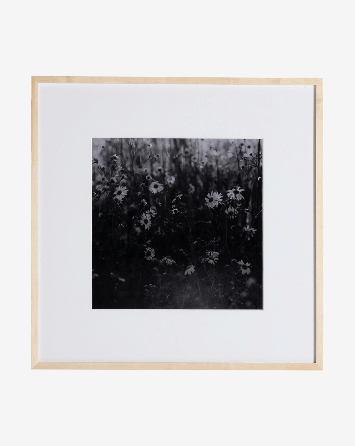 Film Of Florals 3 Film Of Florals