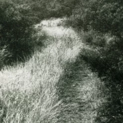 Muted Path Green 8 Muted Path Green -US Home Decoration Sales Store MutedPathGreen MART1576 BAW 24x18 F D2 T